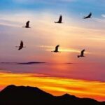 Soñando Ser Libres