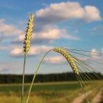 Trigo o Cizaña: Una Advertencia para los Últimos Tiempos